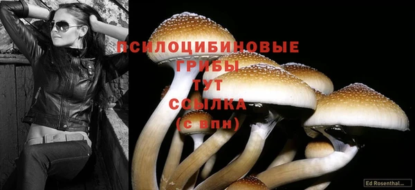 PSILOCYBIN Белокуриха